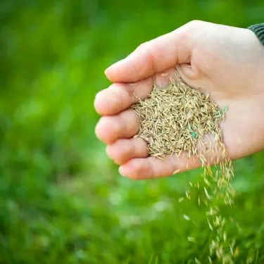 Fra frø til færdig plæne